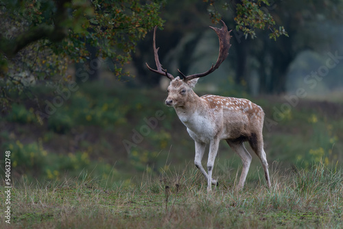 Male Fallow deer  Dama dama  in rutting season in  the forest of Amsterdamse Waterleidingduinen in the Netherlands. Forest in the background. Wildlife in autumn.                                       