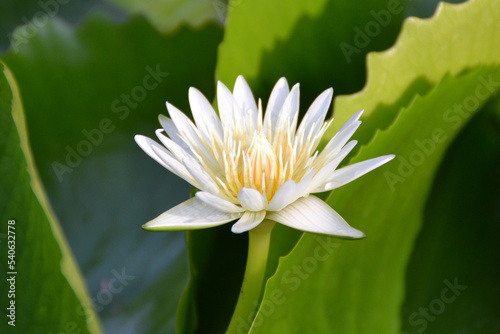 Fototapeta Naklejka Na Ścianę i Meble -  white Lotus flower on a green leaf background in Bangkok, Thailand