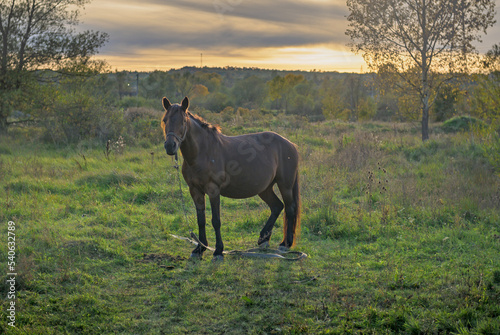 A tied horse in the meadows. Horse on the farm at sunset.