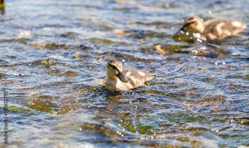 Ducks swim in the river, nature in the pond.