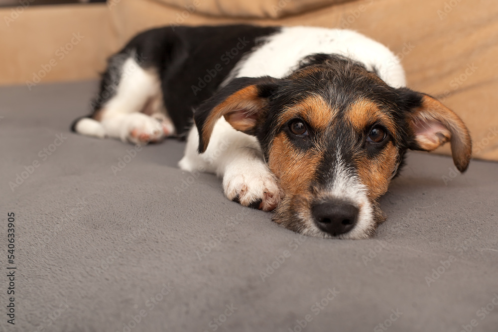 Tired and lazy jack russell terrier dog falls asleep, lying on sofa, relaxing at home, closeup. Dog waiting for owner on home. Dog pet on couch in living room, looking sad bored lonely sick exhausted Tired and lazy jack russell terrier dog falls asleep, lying on sofa, relaxing at home, closeup. Dog waiting for owner on home. Dog pet on couch in living room, looking sad bored lonely sick exhausted