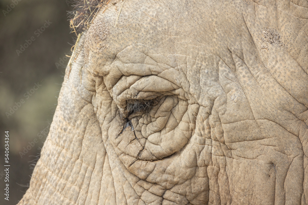 gros plan sur l'œil d'un éléphant
