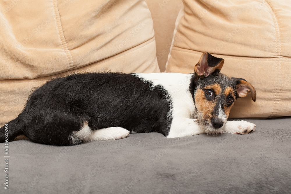 Cute Jack Russel terrier puppy with big ears sleeping on a bed with white linens. Small adorable doggy with funny fur stains lying in adorable positions. Close up, copy space, background. Cute Jack Russel terrier puppy with big ears sleeping on a bed with white linens. Small adorable doggy with funny fur stains lying in adorable positions. Close up, copy space, background.