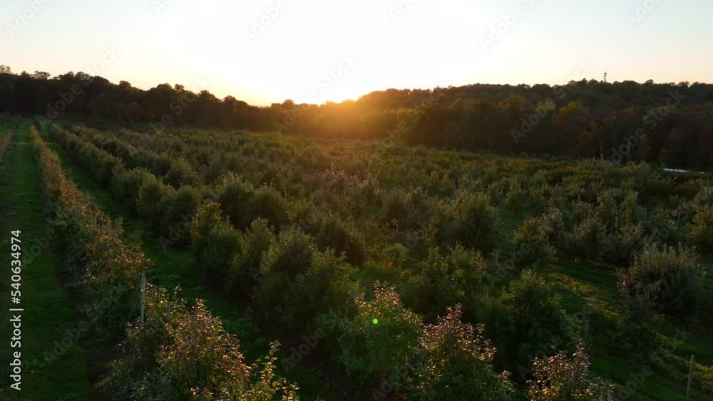 Aerial of fruit orchard in America during sunset. Apple trees during warm golden hour light. Agriculture and food production theme.