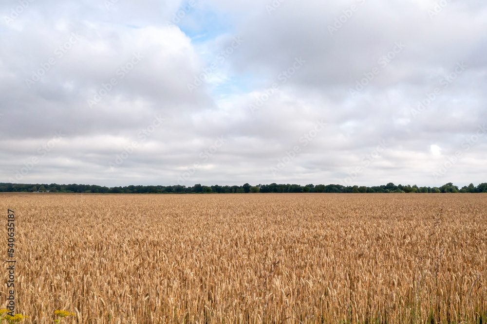 Agricultural landscape in the summer time Agricultural landscape in the summer time