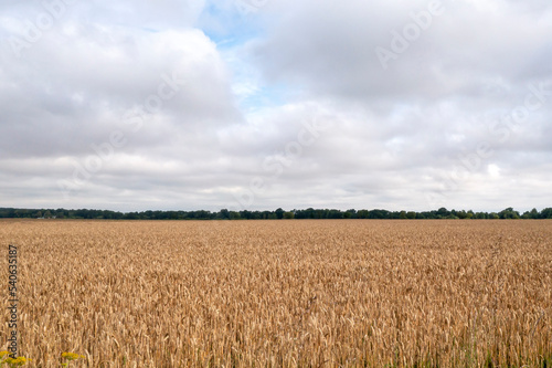 Agricultural landscape in the summer time