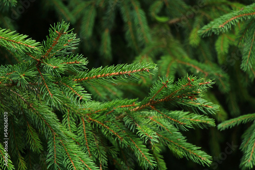 Green spruce branches against the blue sky
