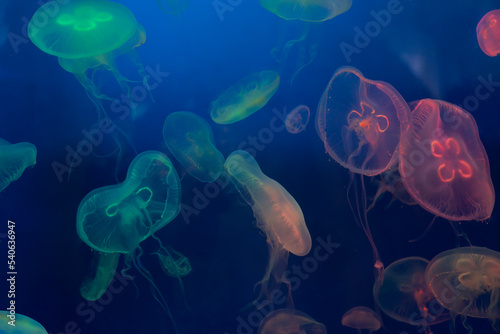 Photography Abstract background. Jellyfish in an aquarium in Dubai