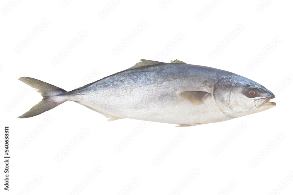 Whole yellowtail amberjack fish isolated on white background