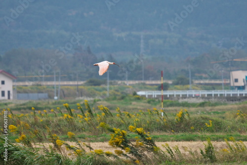 Niigata,Japan - October 21, 2022: Toki or Japanese crested ibis or Nipponia nippon flying over rice field in Sado island, Japan
 photo