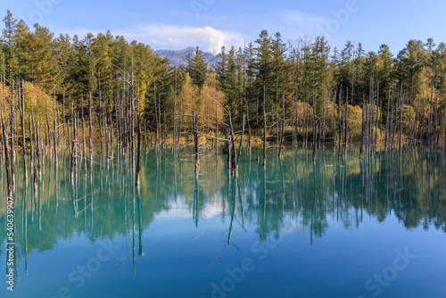 秋の青い池と十勝岳の噴煙