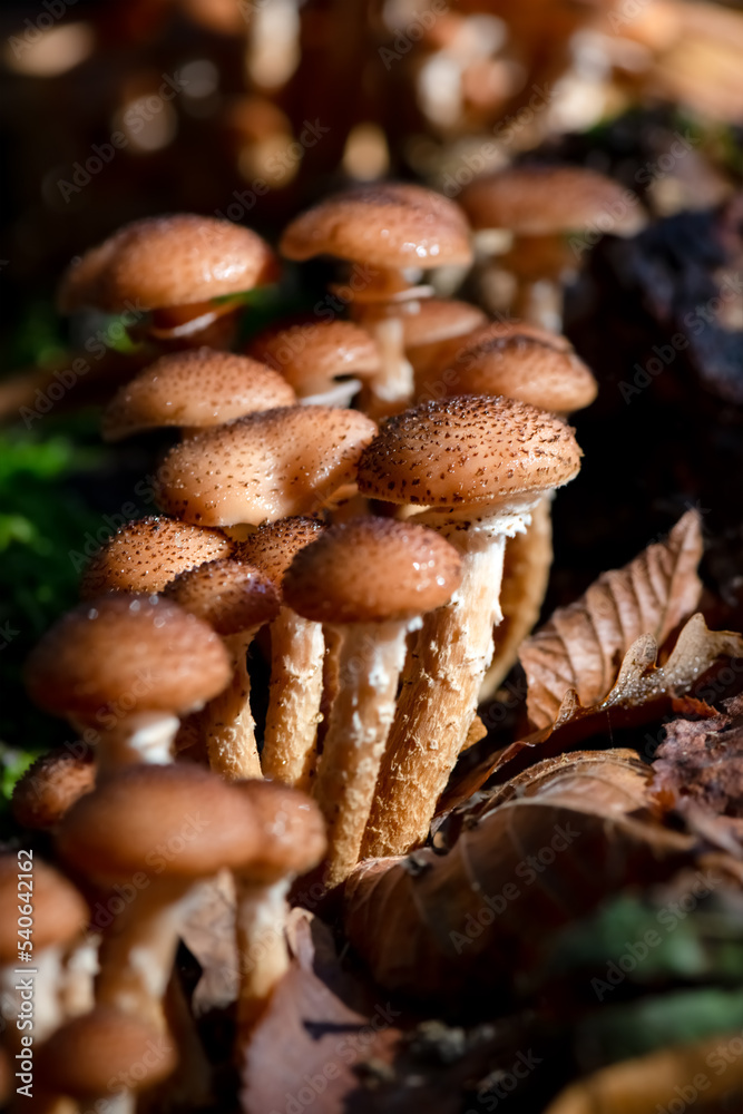 Honey fungi (Armillaria) is a genus of fungi with brownish caps. Macro close up of a clump or tuft of mushrooms on a tree trunk in a autumn forest in Sauerland Germany lit by low sun in fall season. Honey fungi (Armillaria) is a genus of fungi with brownish caps. Macro close up of a clump or tuft of mushrooms on a tree trunk in a autumn forest in Sauerland Germany lit by low sun in fall season.