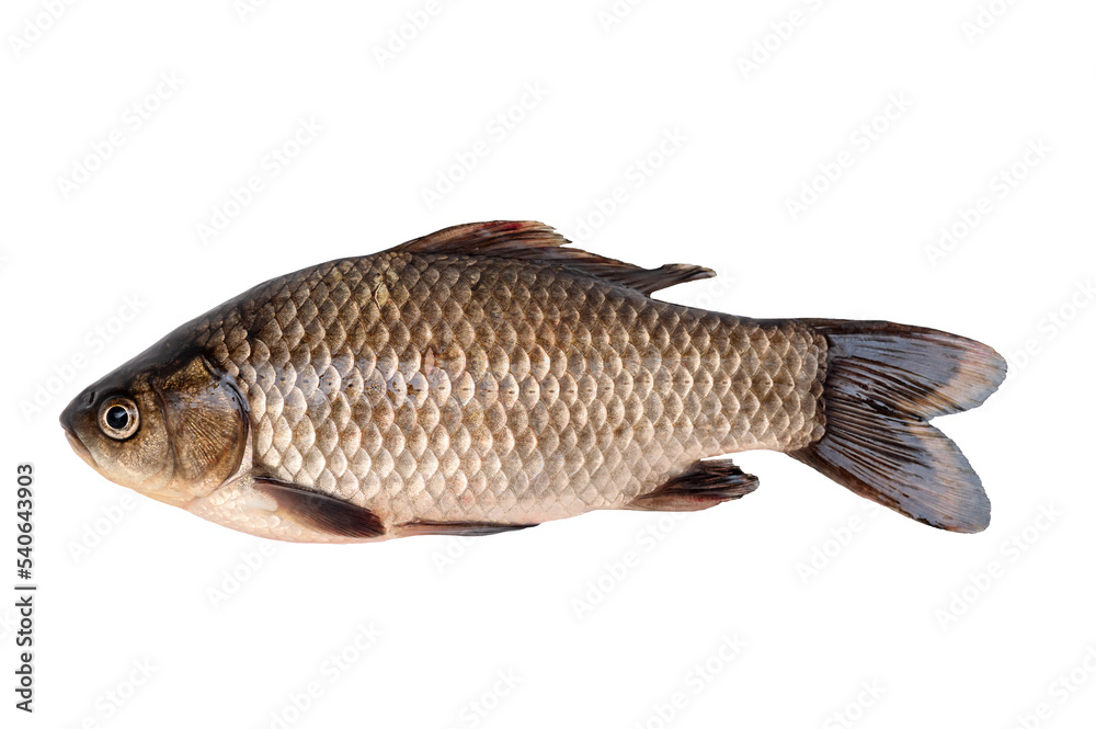 Big live carp isolated on white background. Big live carp isolated on white background.