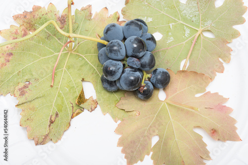 Grapes on vine. Tempranillo grape variety and leaves. Cencibel. Tinta del Pais. La Rioja