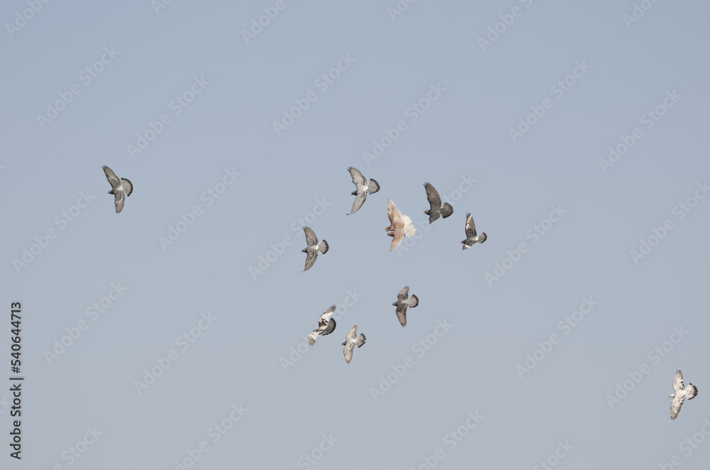 Flock of domestic pigeons Columba livia domestica in flight. Gran Canaria. Canary Islands. Spain.