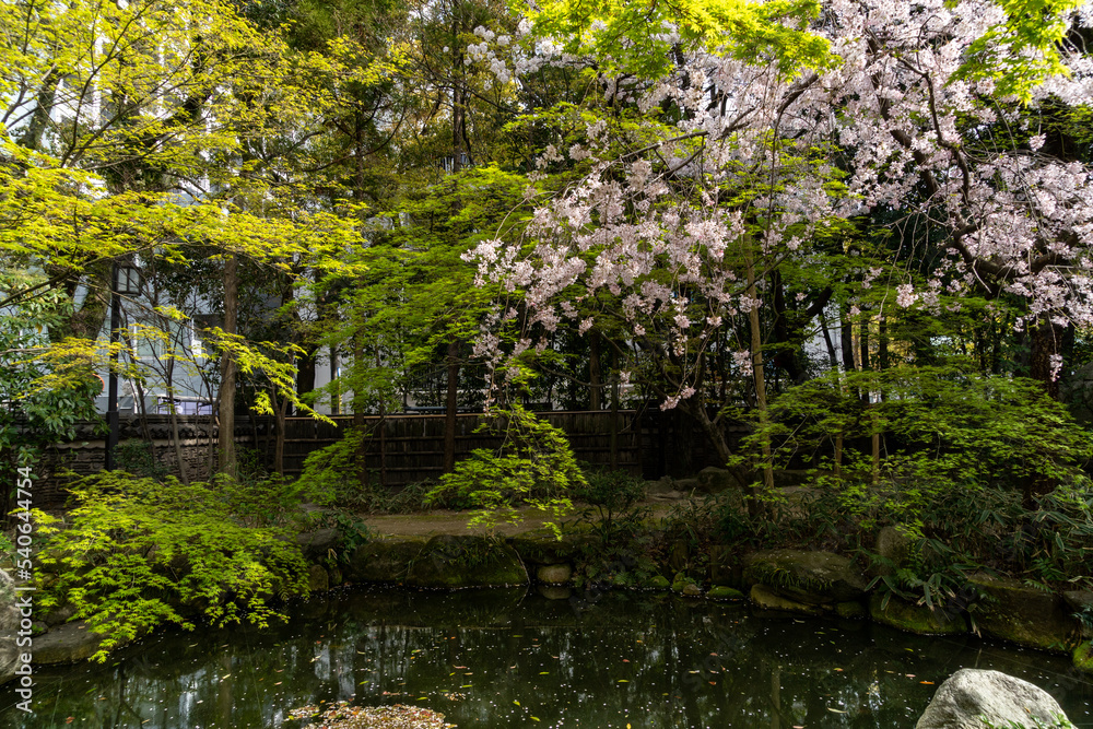 Cherry blossom flowers are in bloom in spring garden in Fukuoka city, JAPAN. Cherry blossom flowers are in bloom in spring garden in Fukuoka city, JAPAN.