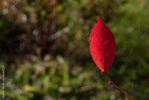 czerwony jesienny liść borówki amerykańskiej w promieniach zachodzącego słońca photo