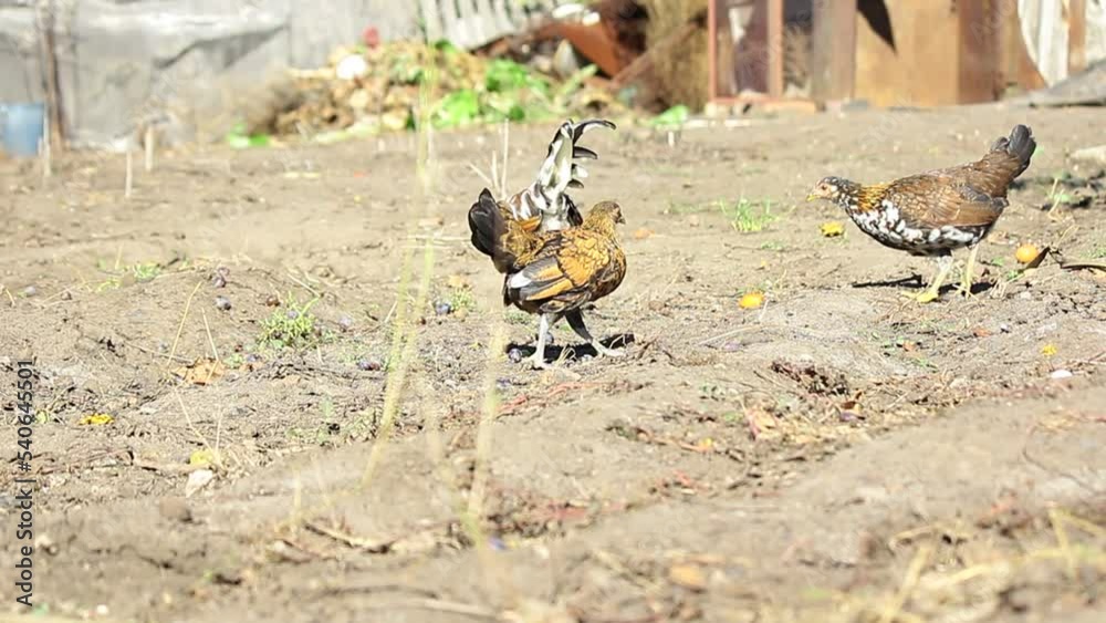 Chickens roam freely on a chicken farm in Italy. Household. Breeding poultry on a farm Chickens roam freely on a chicken farm in Italy. Household. Breeding poultry on a farm