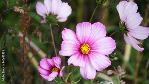 Cosmos bipinnatus cv.