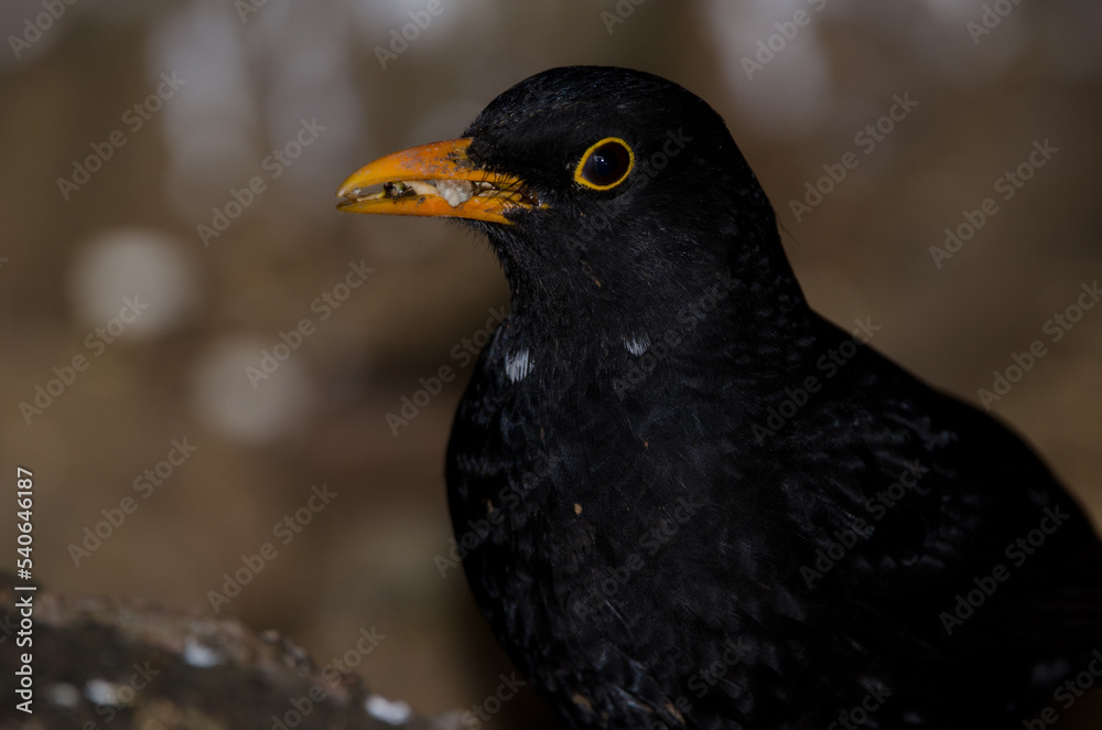 Common blackbird Turdus merula. Male with seeds in its beak. The Nublo Rural Park. Tejeda. Gran Canaria. Canary Islands. Spain. Common blackbird Turdus merula. Male with seeds in its beak. The Nublo Rural Park. Tejeda. Gran Canaria. Canary Islands. Spain.