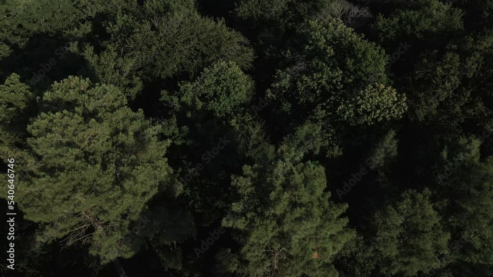 Drone flying over Brocéliande forest, Brittany in France. Aerial top-down forward Drone flying over Brocéliande forest, Brittany in France. Aerial top-down forward
