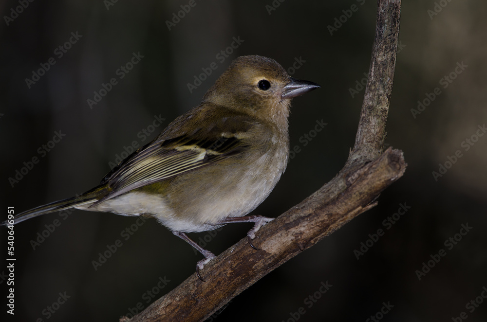 Common chaffinch Fringilla coelebs canariensis. Female. The Nublo Rural Park. Tejeda. Gran Canaria. Canary Islands. Spain.