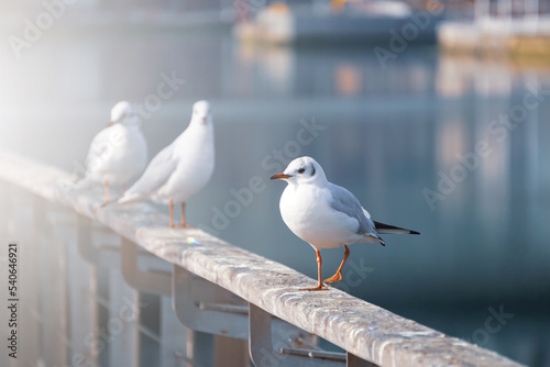 seagulls in the seaport, animal themes