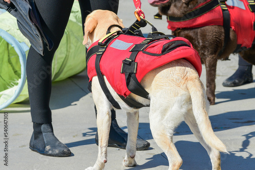 Cane Labrador da salvataggio photo