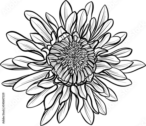 Fototapeta Naklejka Na Ścianę i Meble -  Unopened chrysanthemum sketch. An unusual flower. Element. The drawing is realistic in black and white style. Vector.