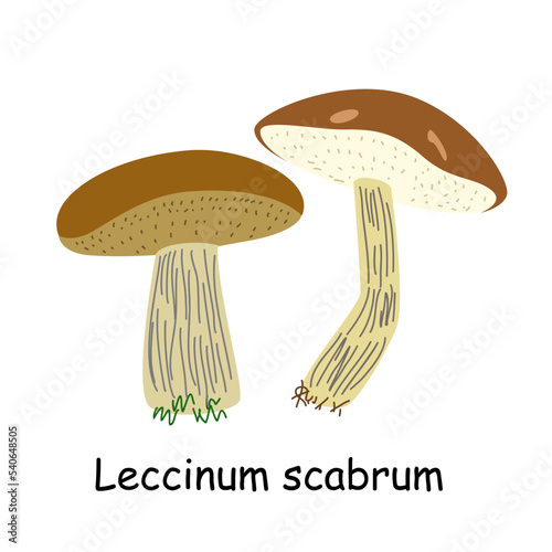 A flat vector of an edible mushroom isolated on a white background. Flat illustration graphic icon