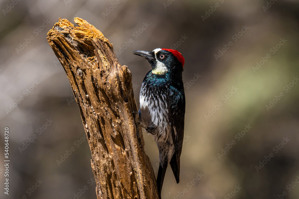 An Acorn Woodpecker in Tucson, Arizona An Acorn Woodpecker in Tucson, Arizona