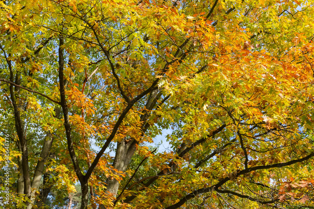 Branches of the red oak with autumn leaves in park Branches of the red oak with autumn leaves in park