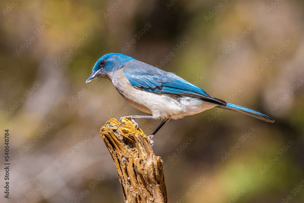 A Mexican Jay in Tucson, Arizona