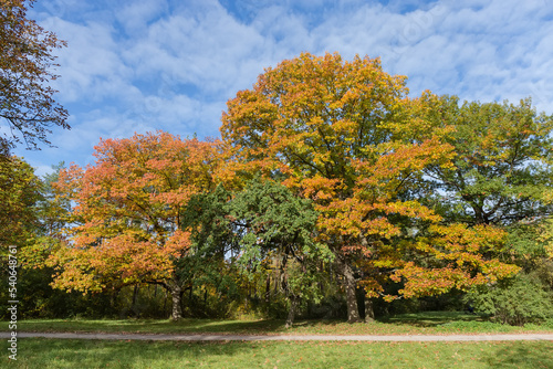 Fototapeta Naklejka Na Ścianę i Meble -  Red and white oaks on glade edge in autumn park