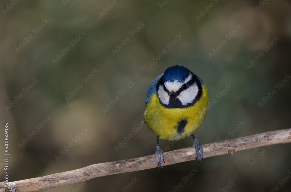 Fototapeta premium African blue tit Cyanistes teneriffae hedwigii. The Nublo Rural Park. Tejeda. Gran Canaria. Canary Islands. Spain.