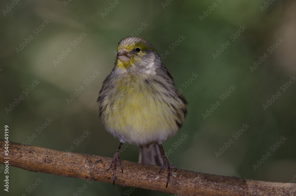 Atlantic canary Serinus canaria. Female. The Nublo Rural Park. Tejeda. Gran Canaria. Canary Islands. Spain. Atlantic canary Serinus canaria. Female. The Nublo Rural Park. Tejeda. Gran Canaria. Canary Islands. Spain.