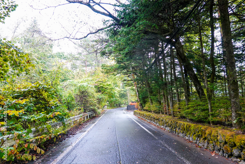 Fototapeta premium 秋の三笠通り、カラマツ並木の紅葉(長野県軽井沢町)
