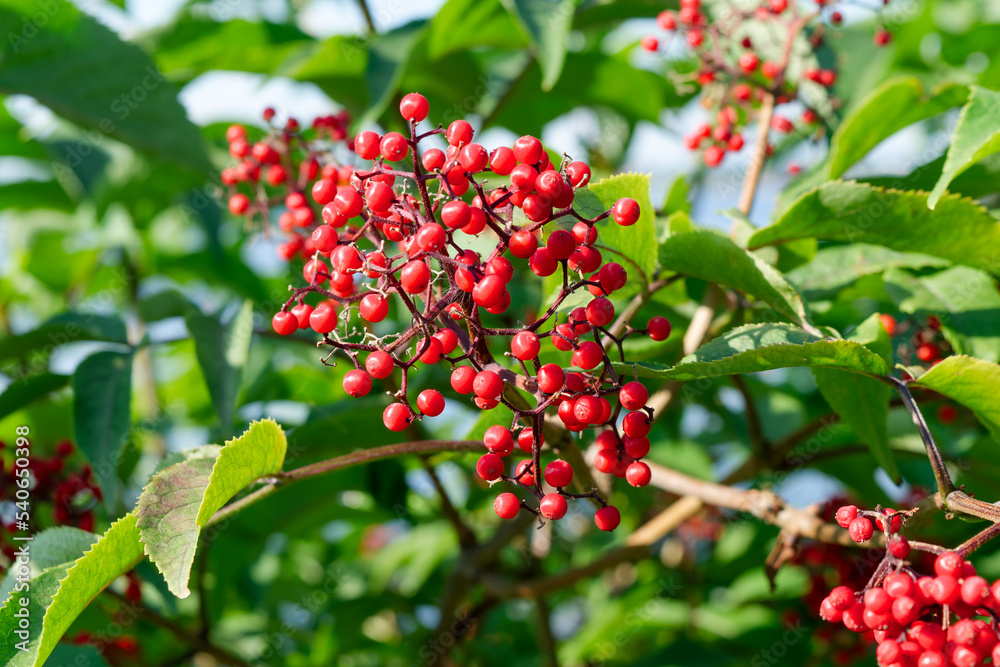 Ripe red elderberry . Sambucus racemosa. Closeup view on the branch in the garden. Ripe red elderberry . Sambucus racemosa. Closeup view on the branch in the garden.