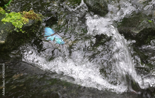 Drowned butterfly in a small waterfall