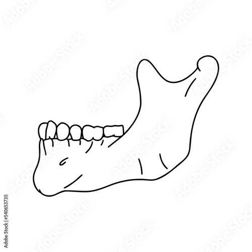 Lower human jaw with teeth, side view. Outline, anatomical, hand drawn illustration on white background. 