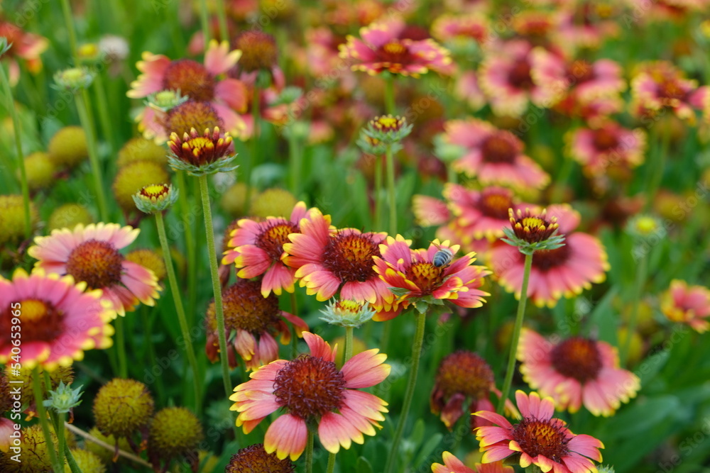 bee on flower bee on flower