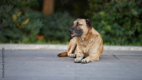 german shepherd dog © Amir Sangdari