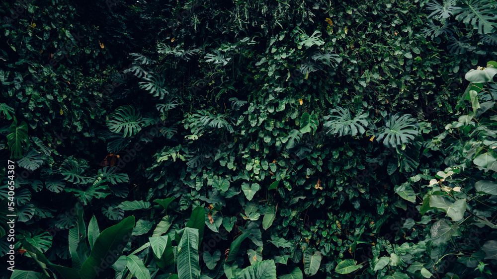 Group of dark green tropical leaves background, Nature Lush Foliage Leaf Texture, tropical leaf Group of dark green tropical leaves background, Nature Lush Foliage Leaf Texture, tropical leaf
