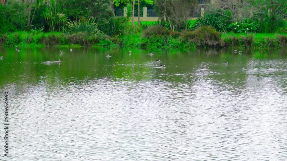 Lake view of all the wild bird, lots of Recurvirostridae on the lake. Lake view of all the wild bird, lots of Recurvirostridae on the lake.