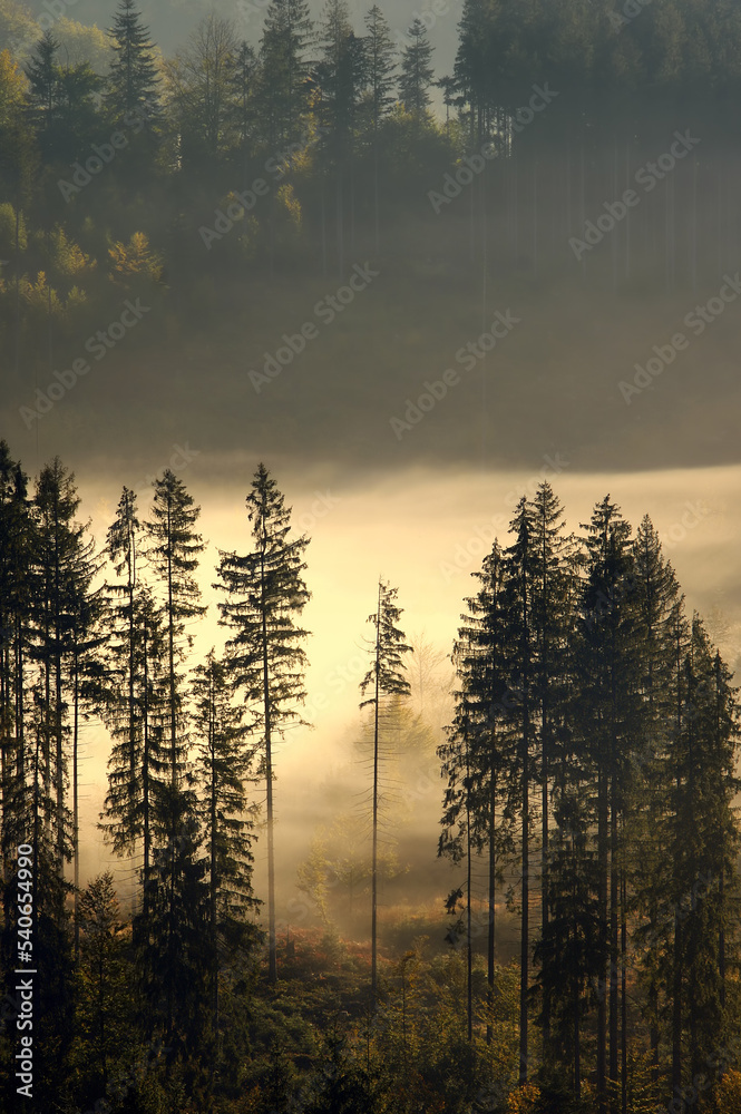 Foresta nebbiosa Foresta nebbiosa