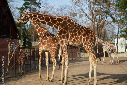 Two giraffe walk in aviary at Zoo
