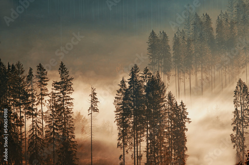 Forêt brumeuse
