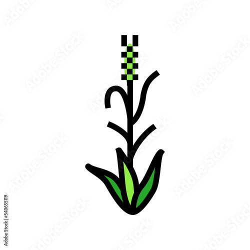 green barley plant color icon vector. green barley plant sign. isolated symbol illustration