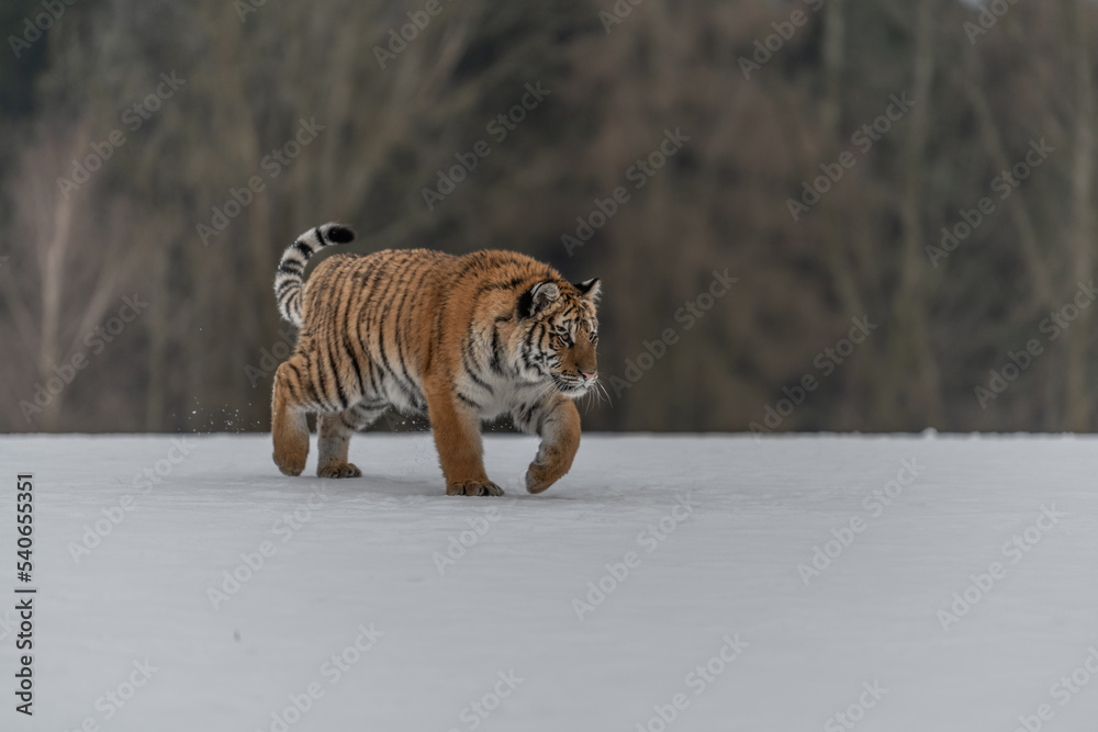 Obraz premium Siberian Tiger running in snow. Beautiful, dynamic and powerful photo of this majestic animal. Set in environment typical for this amazing animal. Birches and meadows