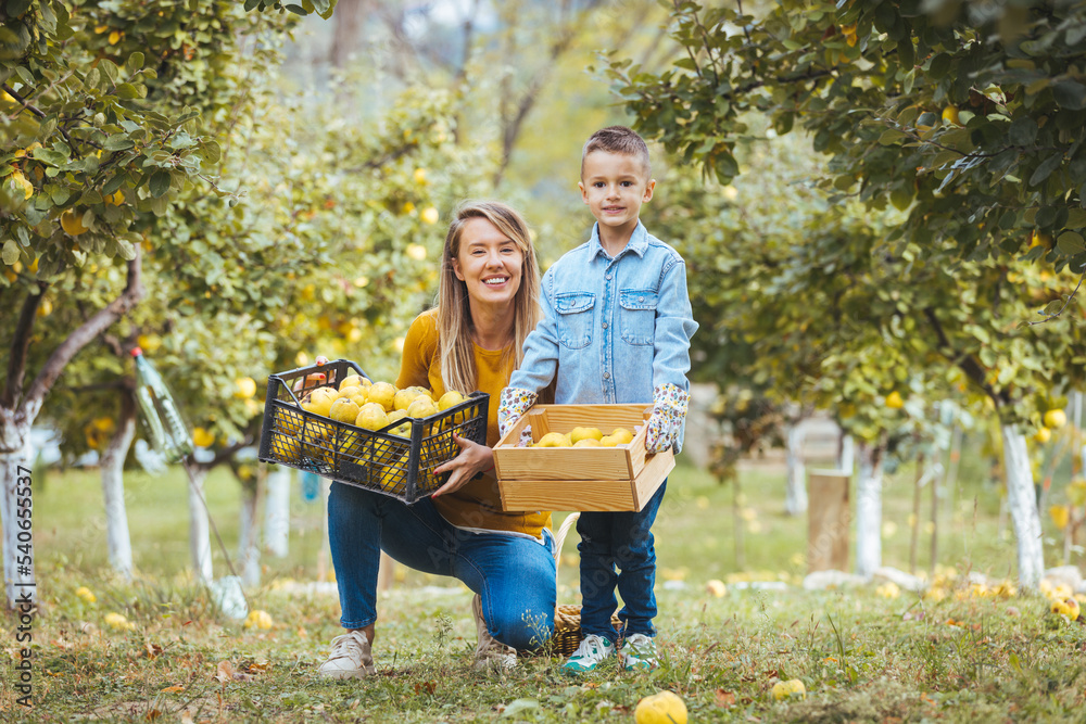 Happy family picking Quince on a farm. The young and worthy people are gathering the fruit of their orchard. Family Work in the orchard. Mother with son at Quince farm Happy family picking Quince on a farm. The young and worthy people are gathering the fruit of their orchard. Family Work in the orchard. Mother with son at Quince farm